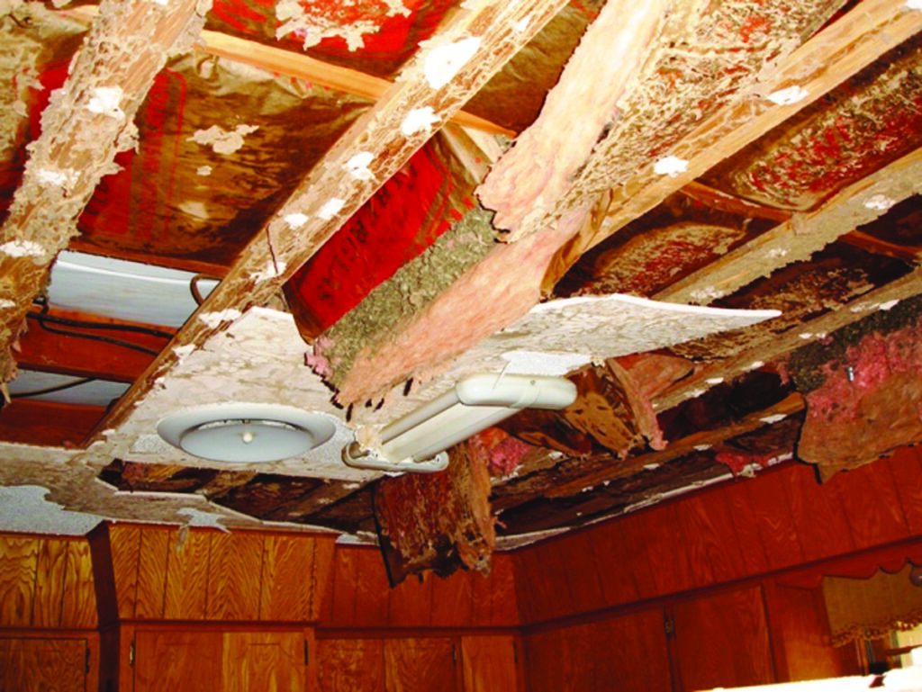 termite's damages
