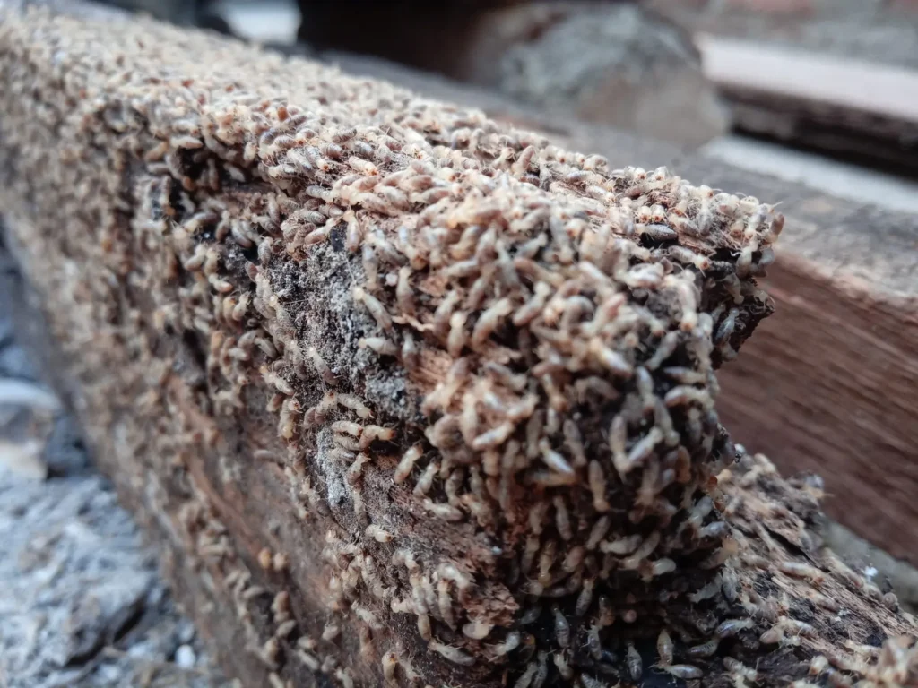 termite's meal