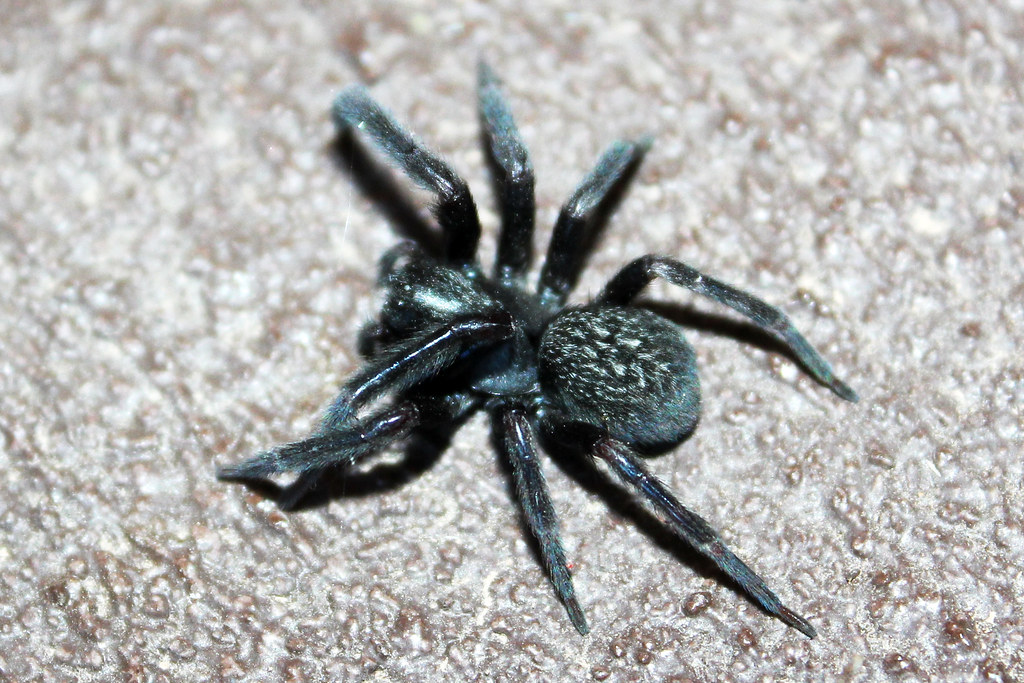 Black House spider