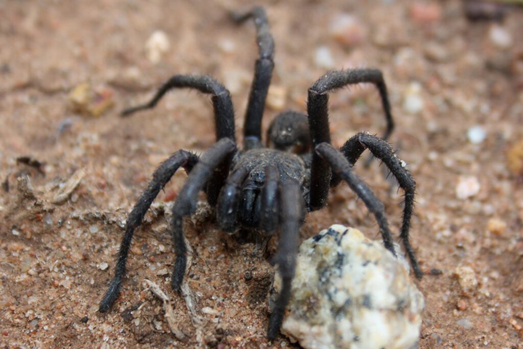 Giant-trapdoor-spider-Bill-and-Mark-Bell-scaled