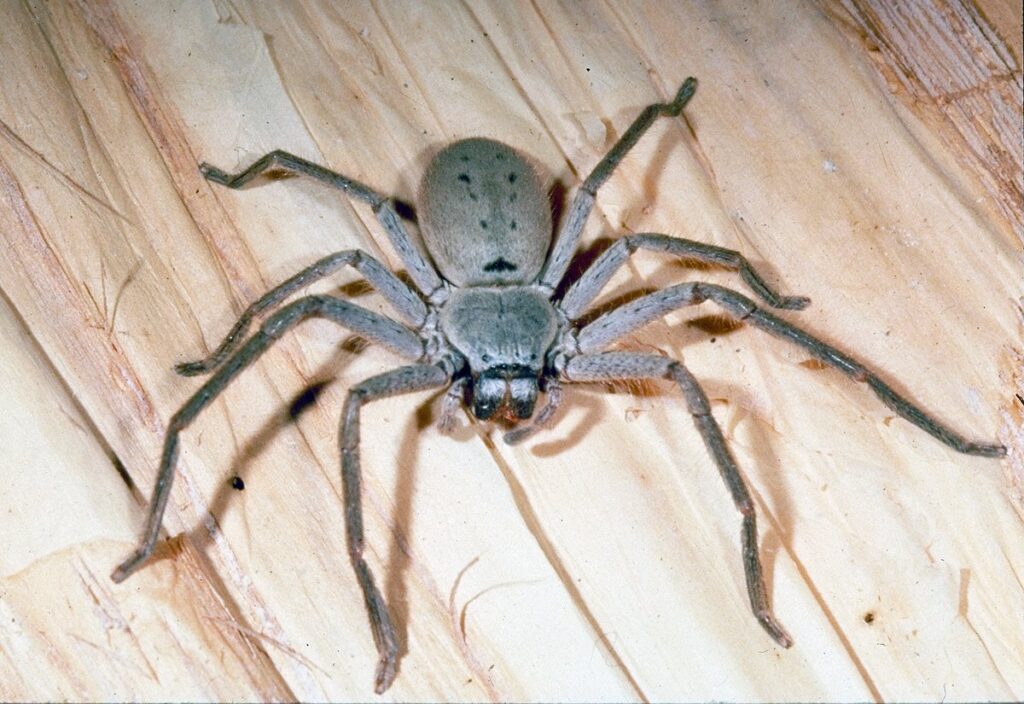 Huntsman spider