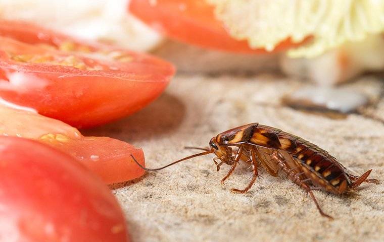 cockroach-crawling-in-kitchen-near-food.