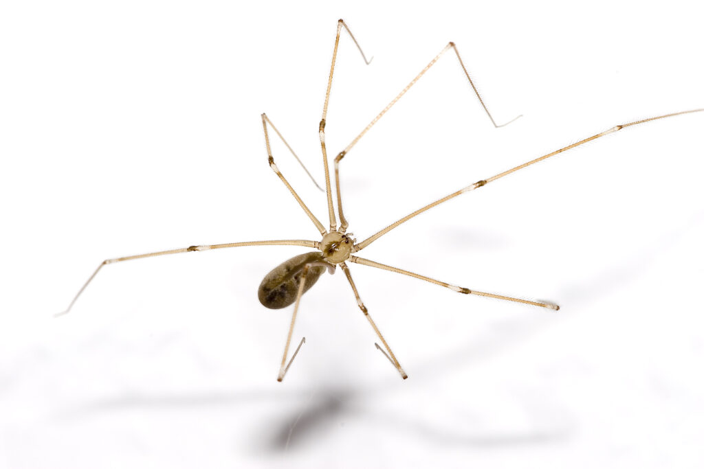 Daddy longlegs spider