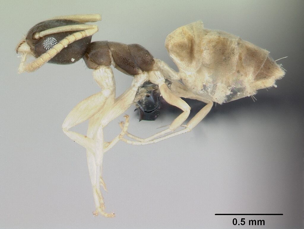 Ghost Ant