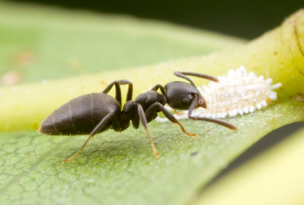 White Footed Ant
